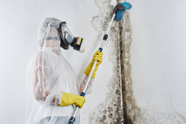 Mold Removal Process in Kahuku, HI