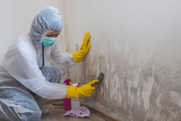 Best Residential Mold Removal  in Kahuku, HI