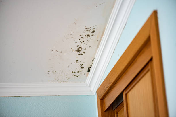 Best Black Mold Removal  in Kahuku, HI