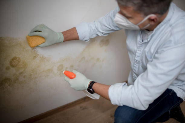 Best Toxic Mold Removal  in Kahuku, HI