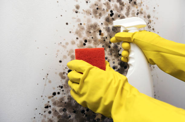 Best Residential Mold Removal  in Kahuku, HI