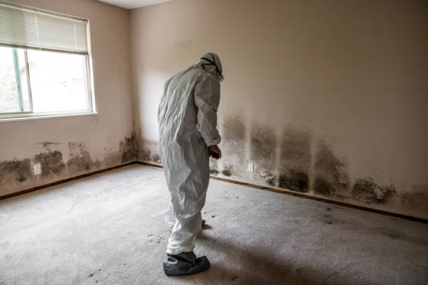 Best Mold Removal Process  in Kahuku, HI