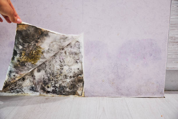 Best Mold Damage Repair  in Kahuku, HI